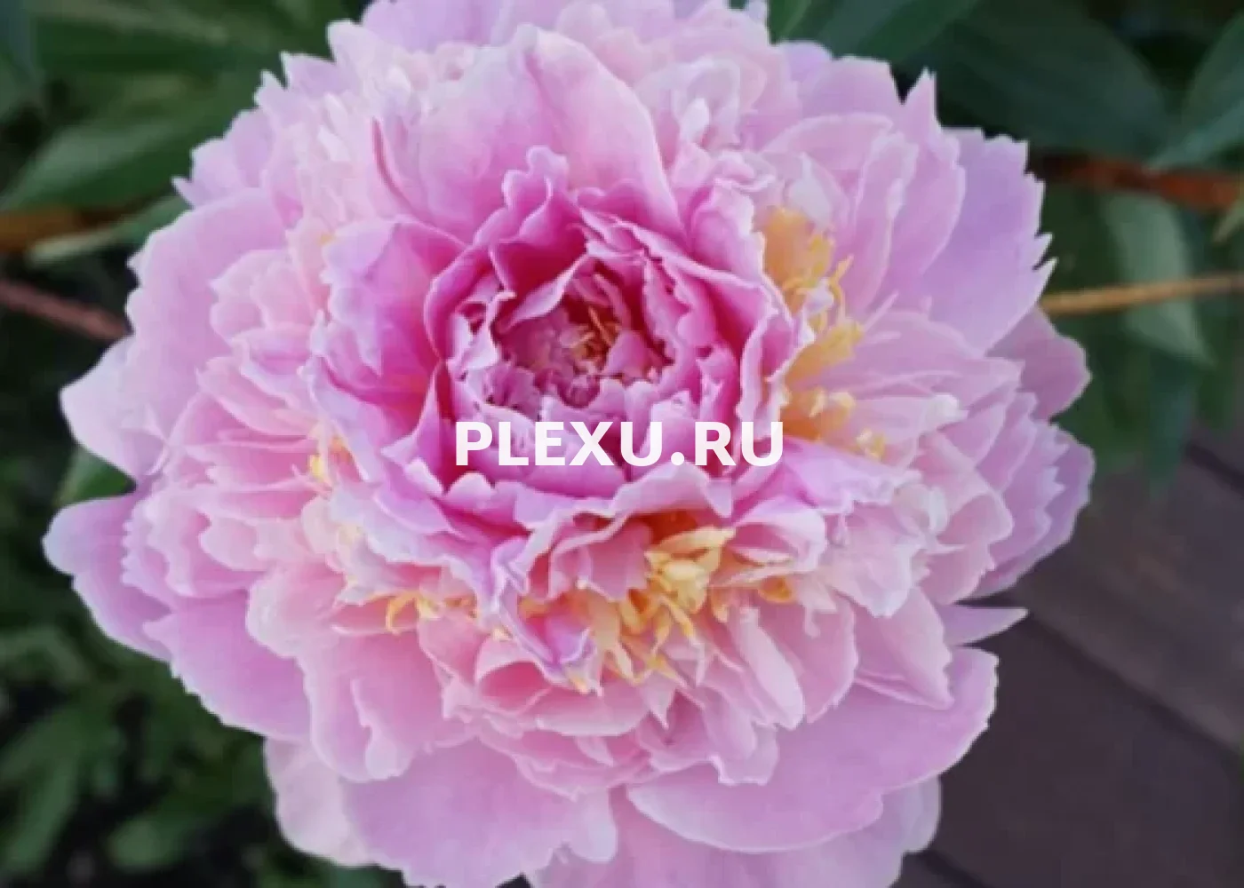 Корень Пиона Ладонна