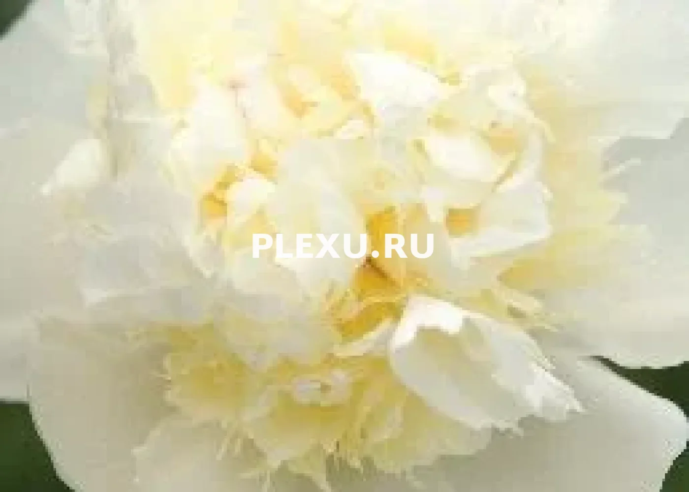 Корень Пиона Лаура Дессерт