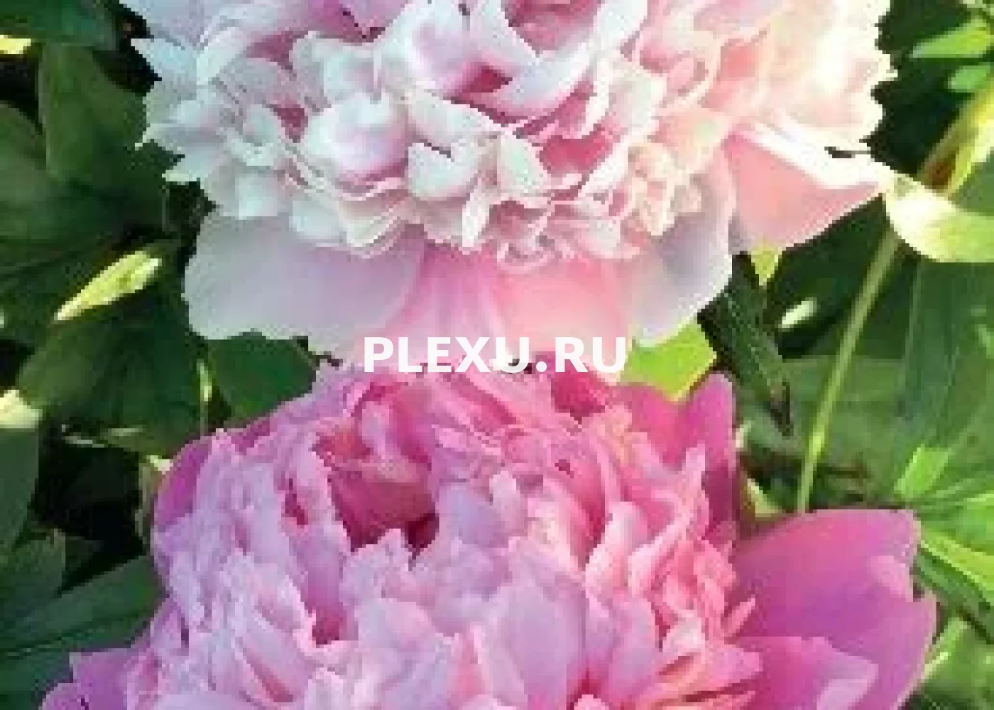 Корень Пиона Лефранс
