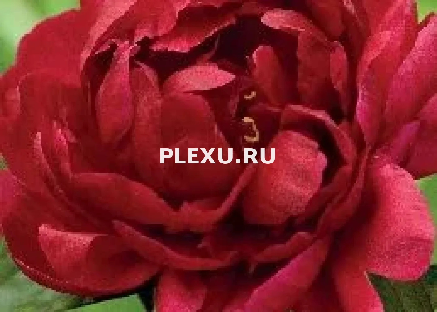 Корень Пиона Мадам Годишо