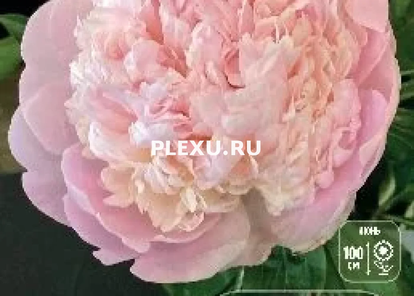 Корень Пиона Мадам Кало