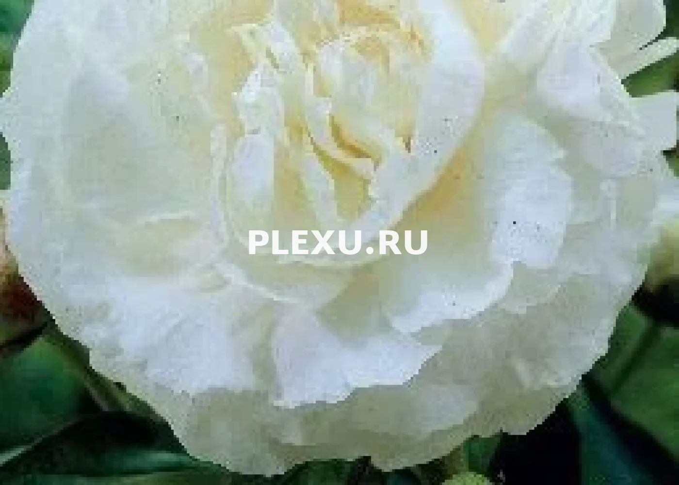 Корень Пиона Мазерс Чоис