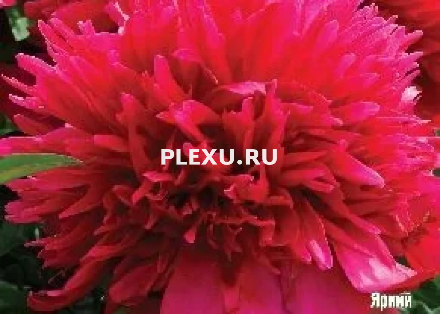 Корень Пиона Мэнни Хэппи Ретернсс