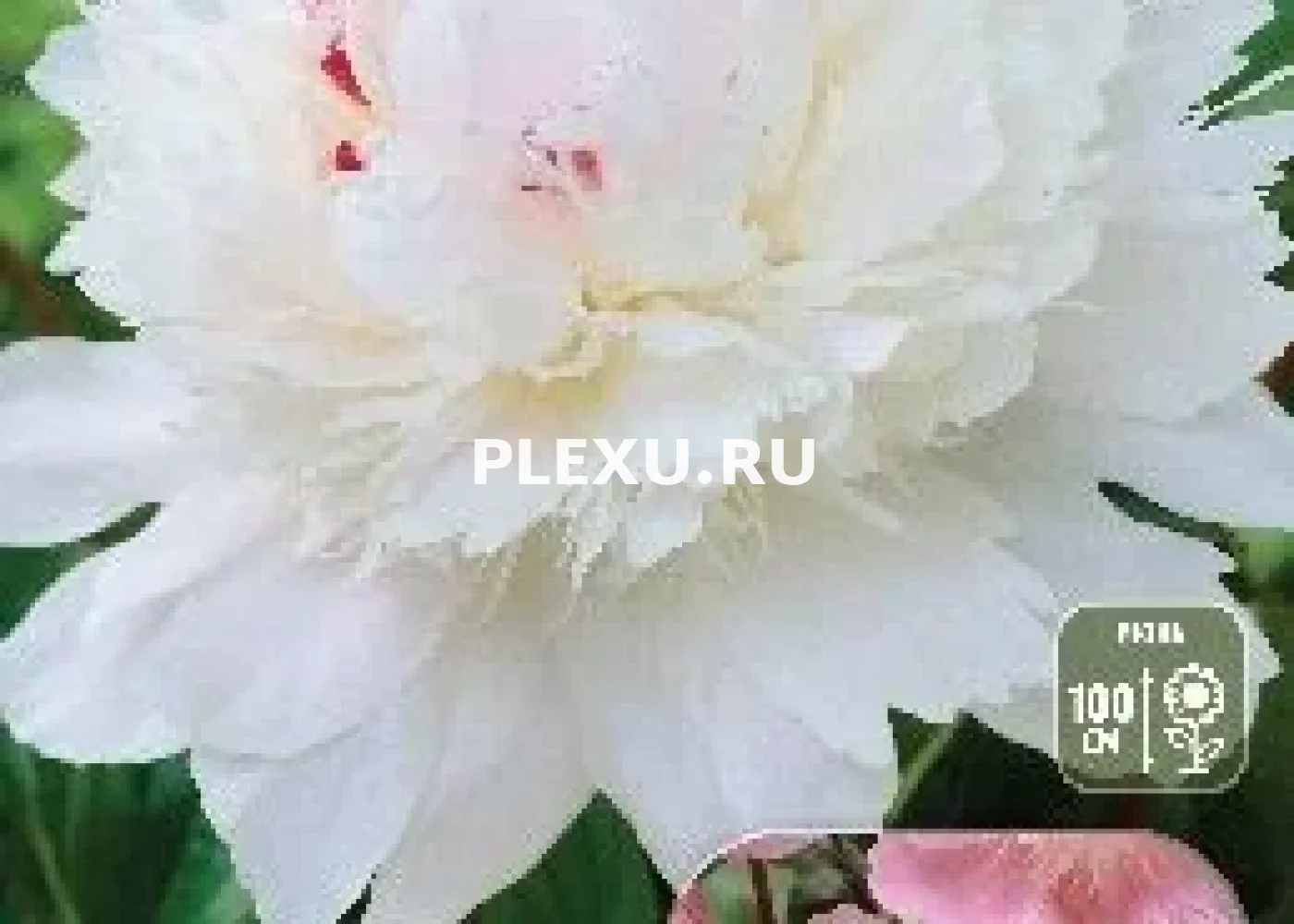 Корень Пиона Печер