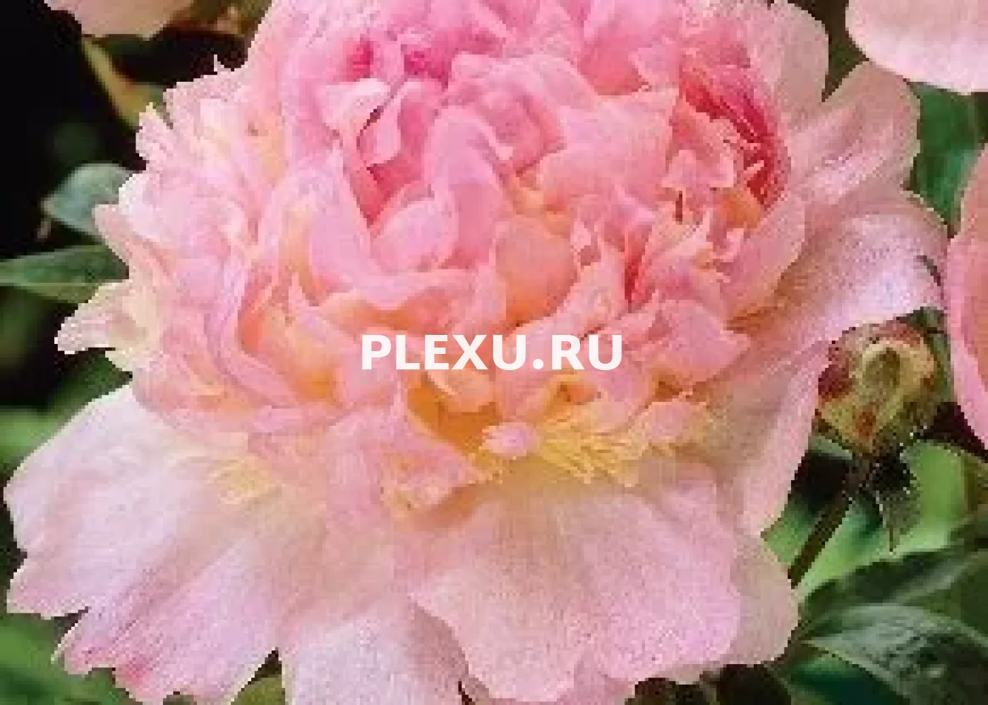 Корень Пиона Рэспбэрри Сандаэ