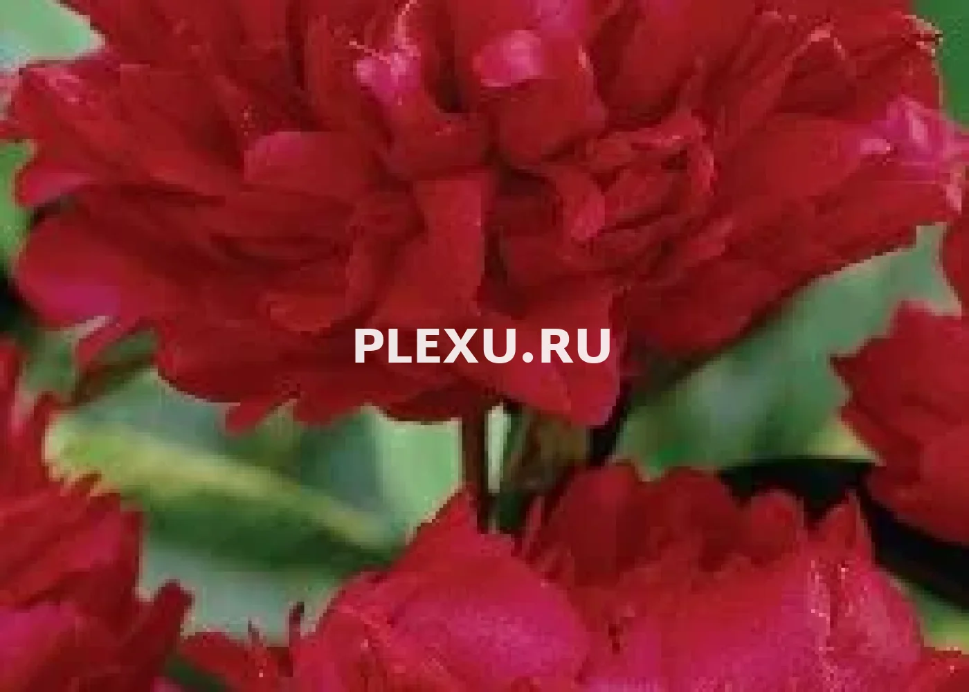 Корень Пиона Рэд Мэджик