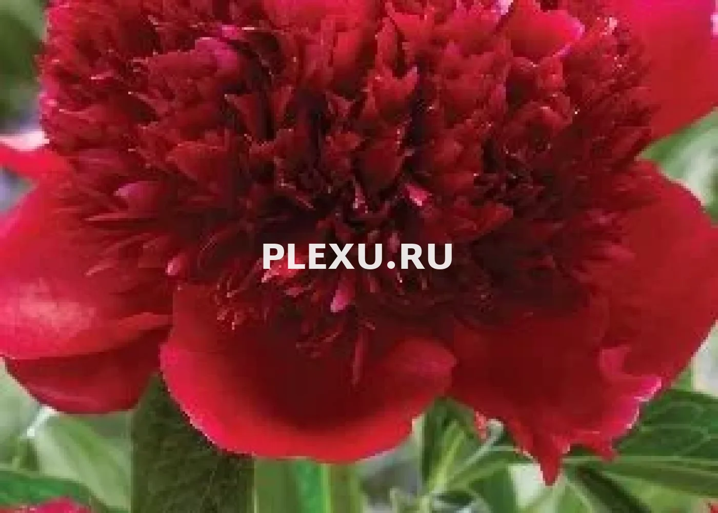 Корень Пиона Рэд Шарм