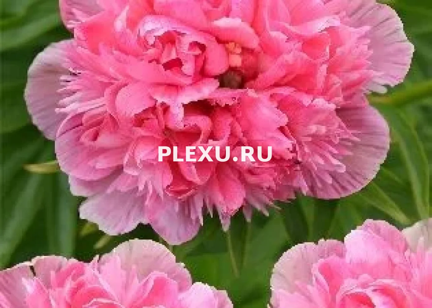 Корень Пиона Салмон Бьюти