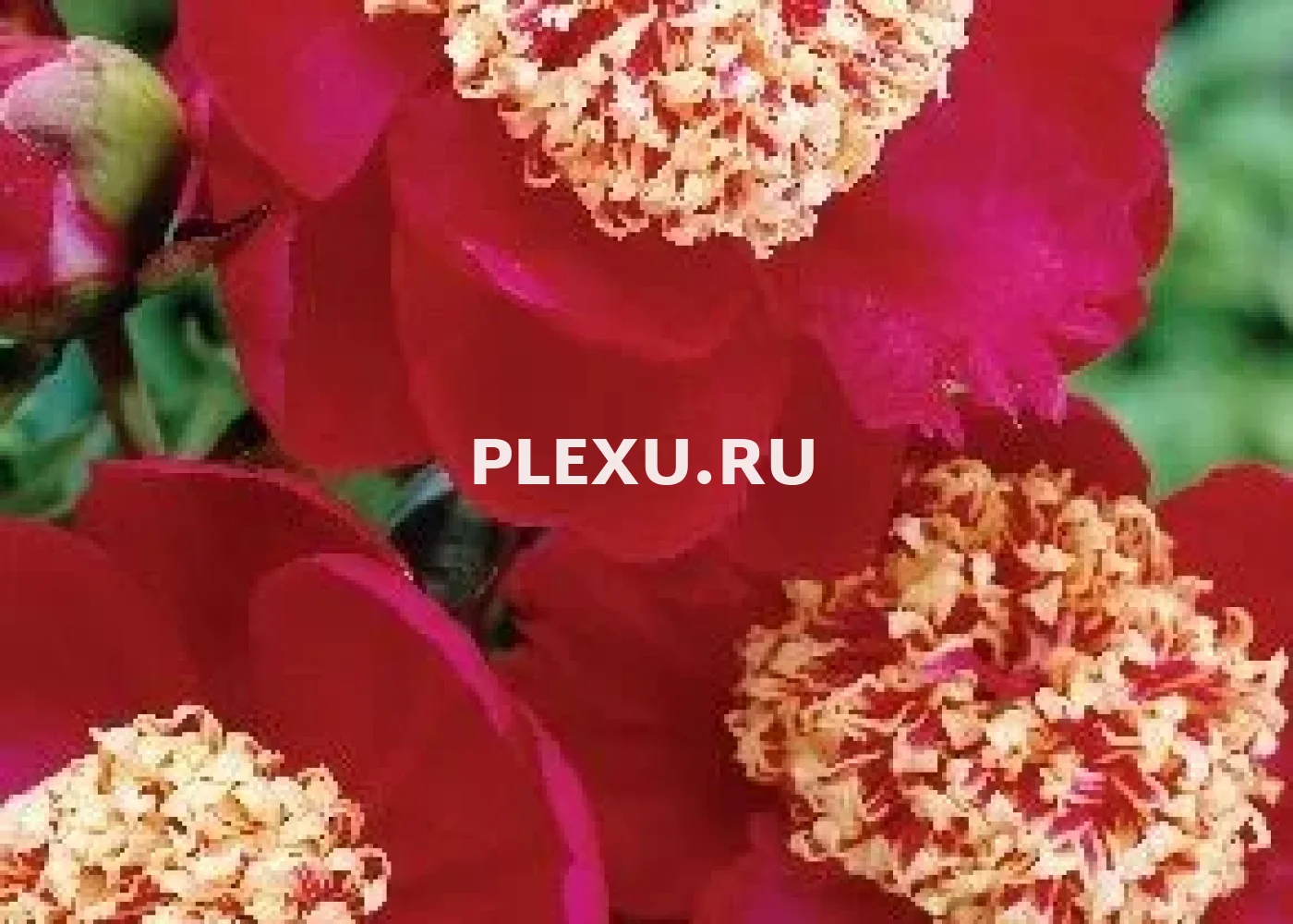 Корень Пиона Сворд Данс