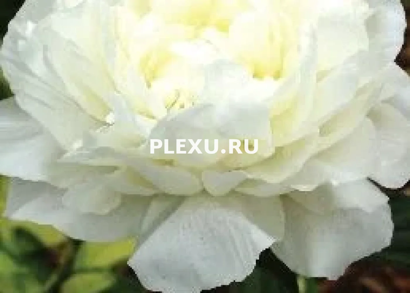 Корень Пиона Сноу Суприм