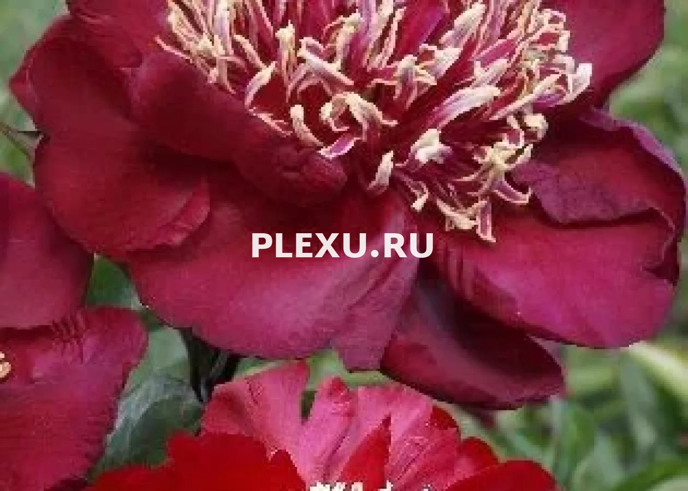 Корень Пиона Чарльз Бургерс