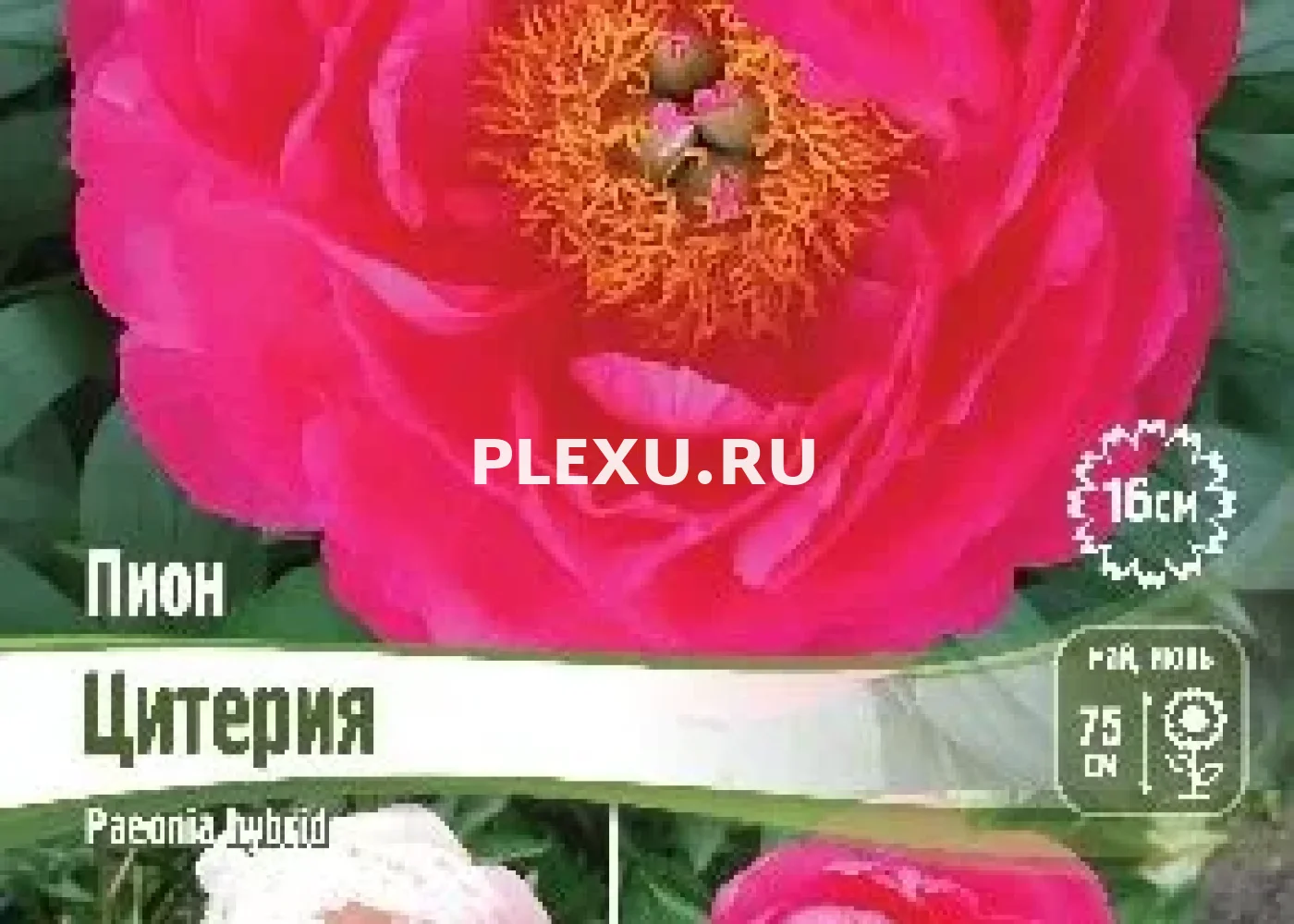 Корень Пиона Цитерия