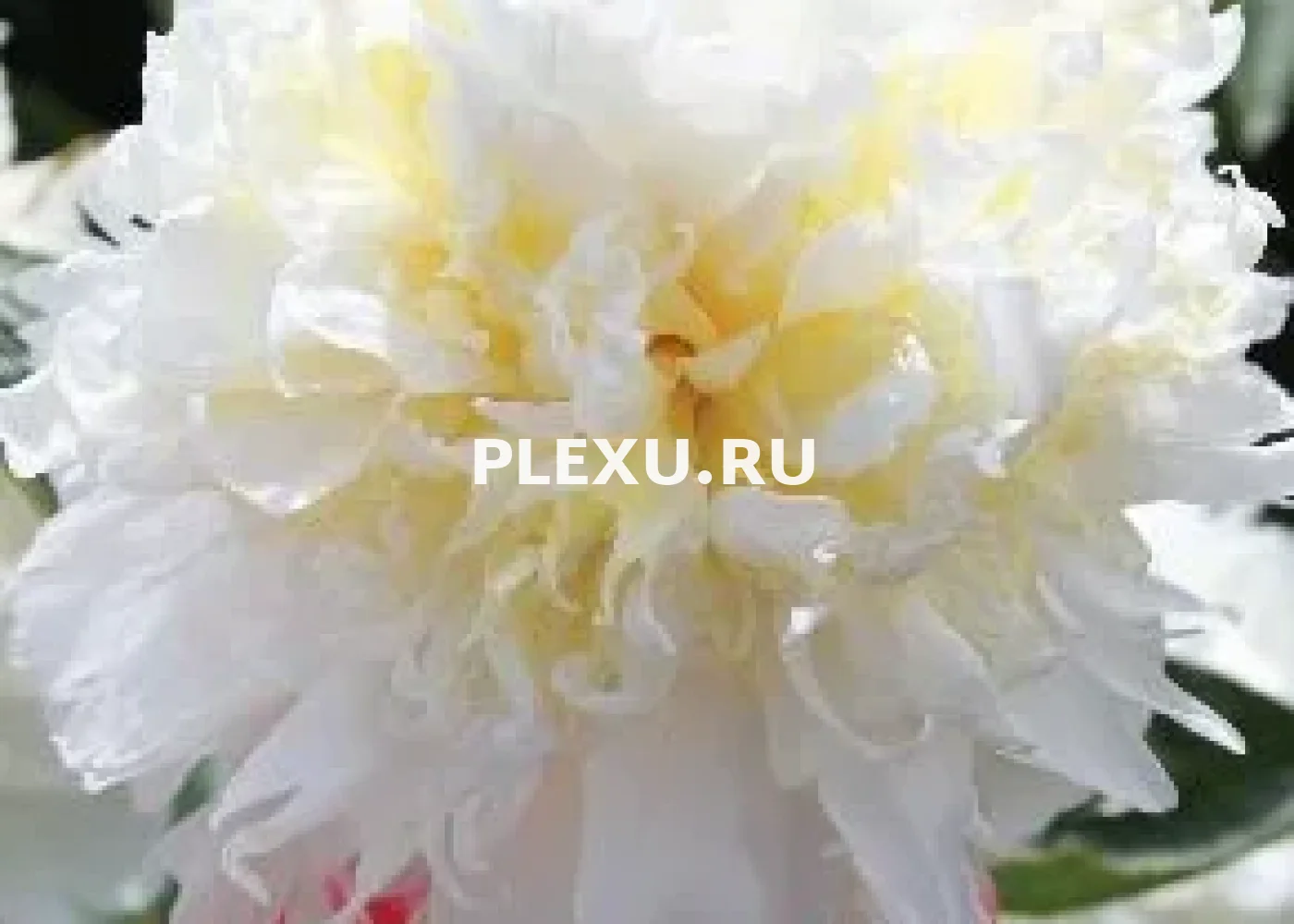 Корень Пиона Чеддар Чизз