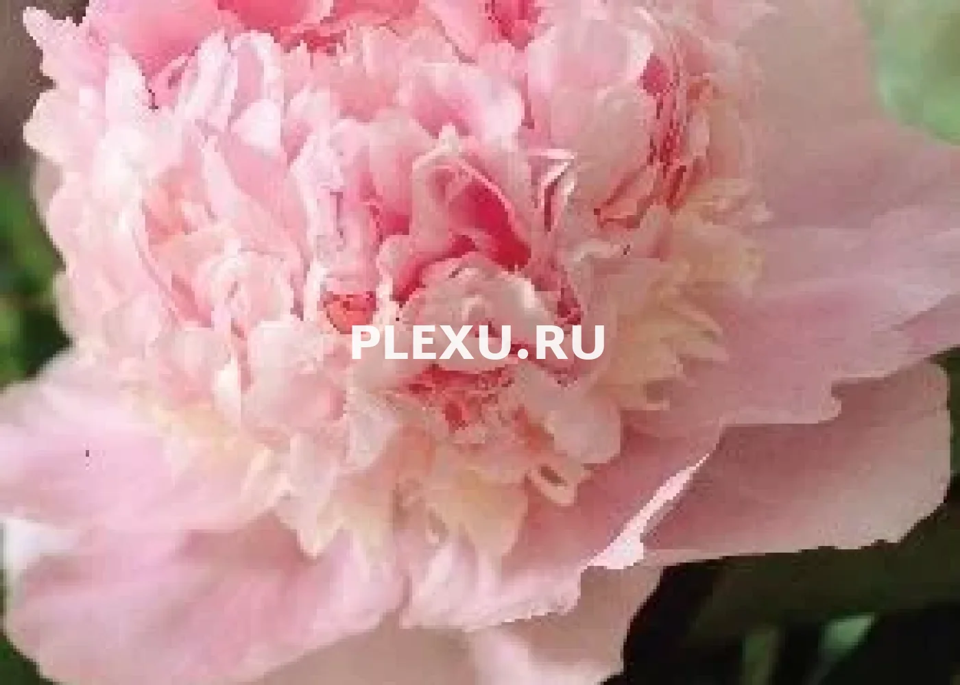 Корень Пиона Эденс Парфюм