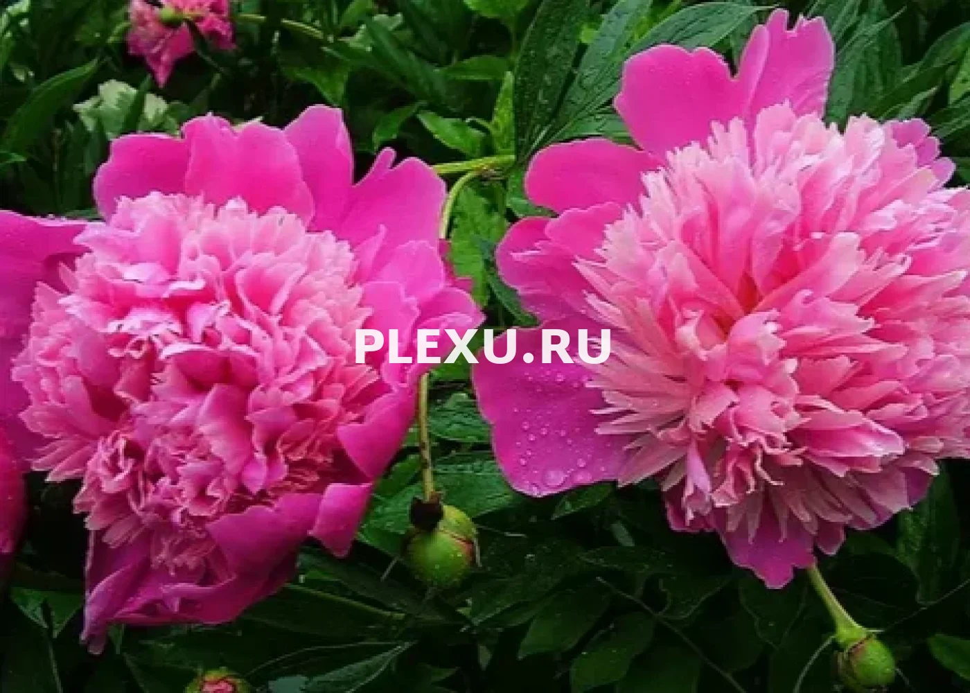Корень Пиона Эдулис Суперба