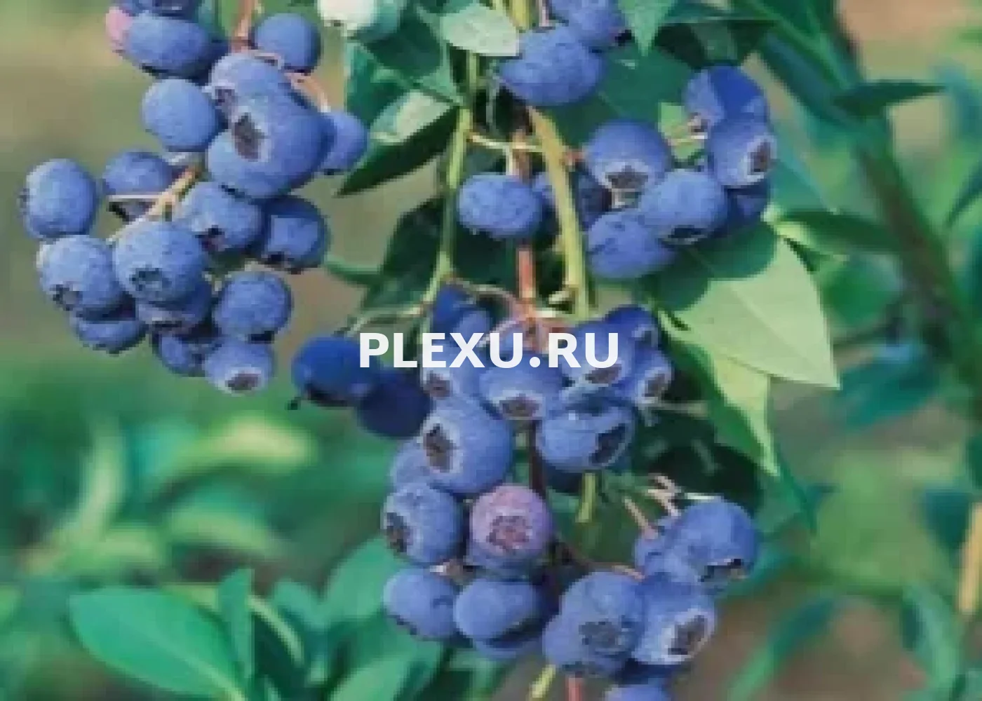 Саженец голубики Блю Голд