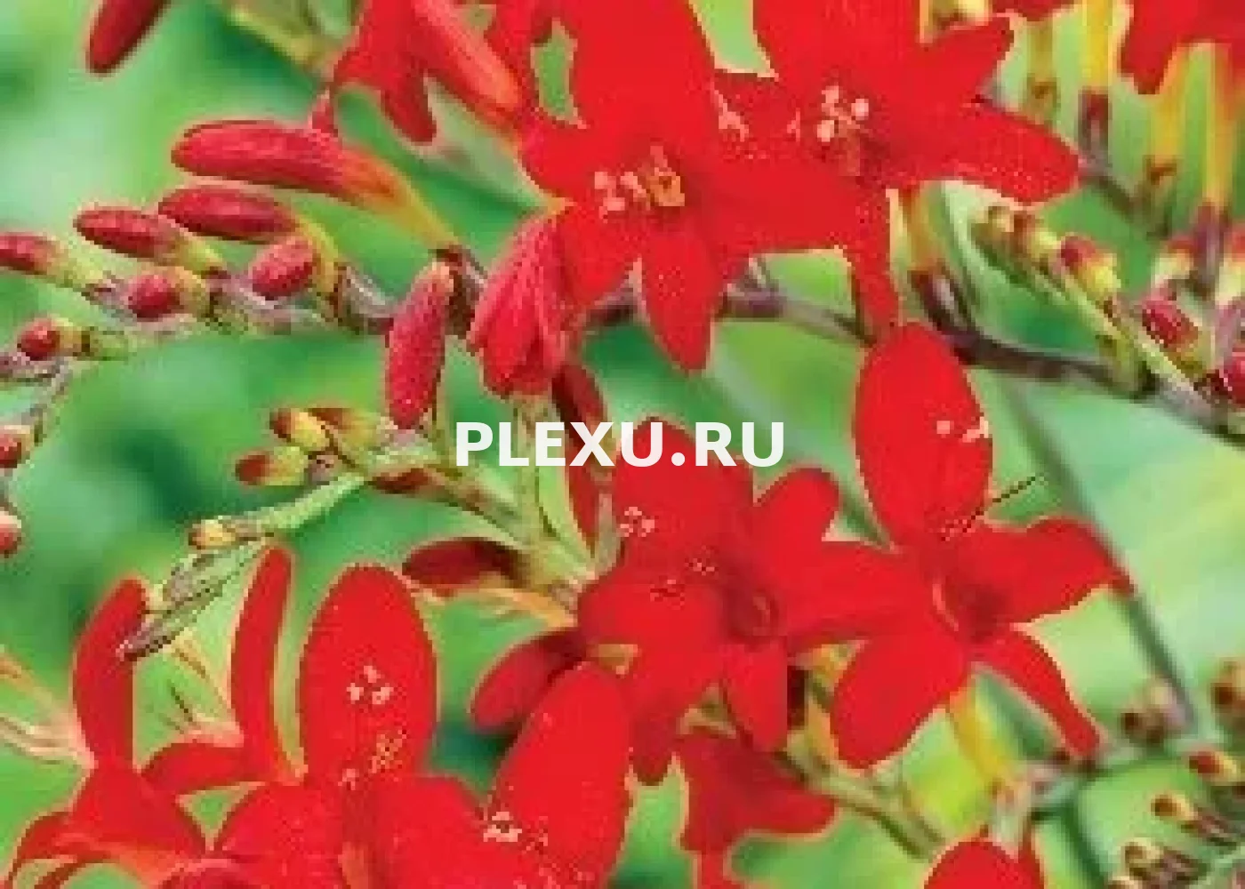 Луковицы Крокосмии Люцифер 4 шт
