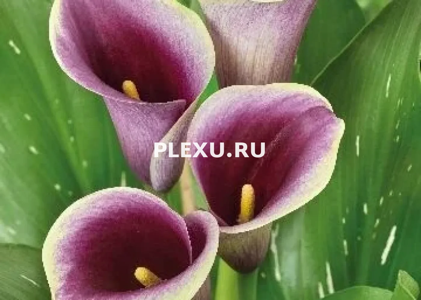 Луковица каллы Капитан Раноми