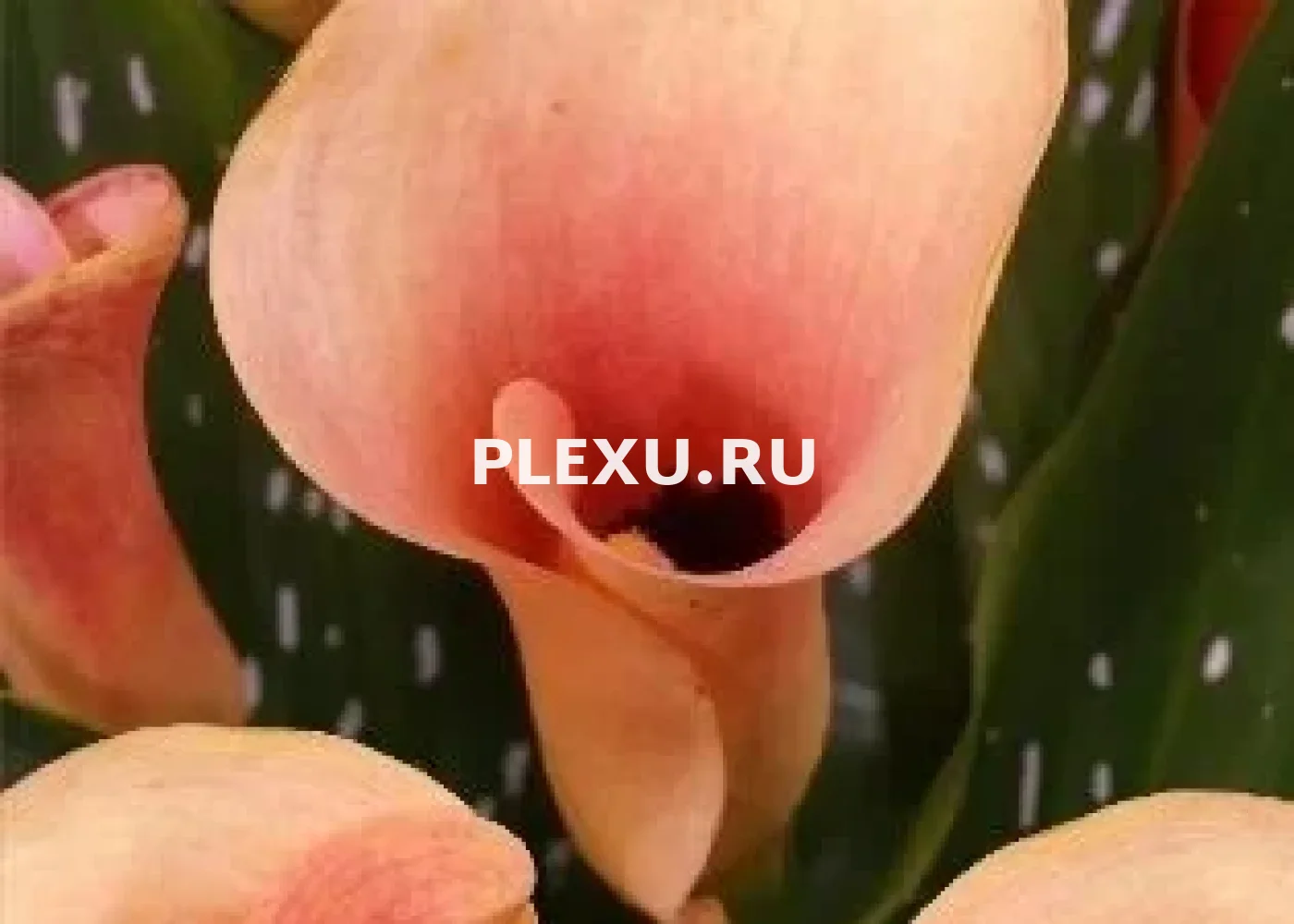 Луковица каллы Окланд