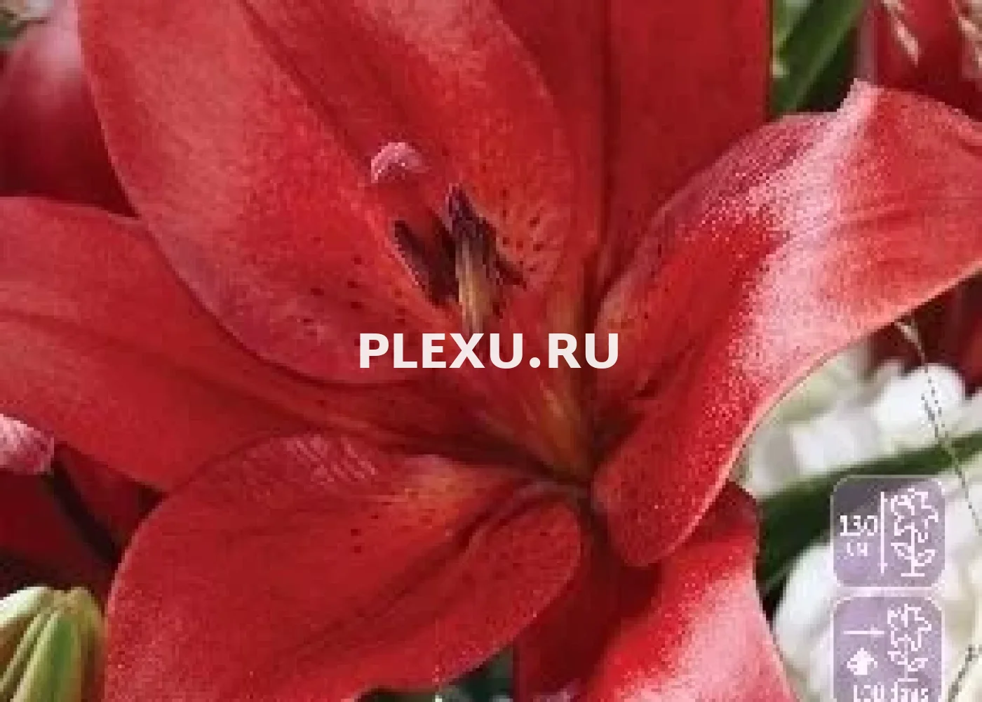 Луковица Лилии ЛА гибрид Брейкаут
