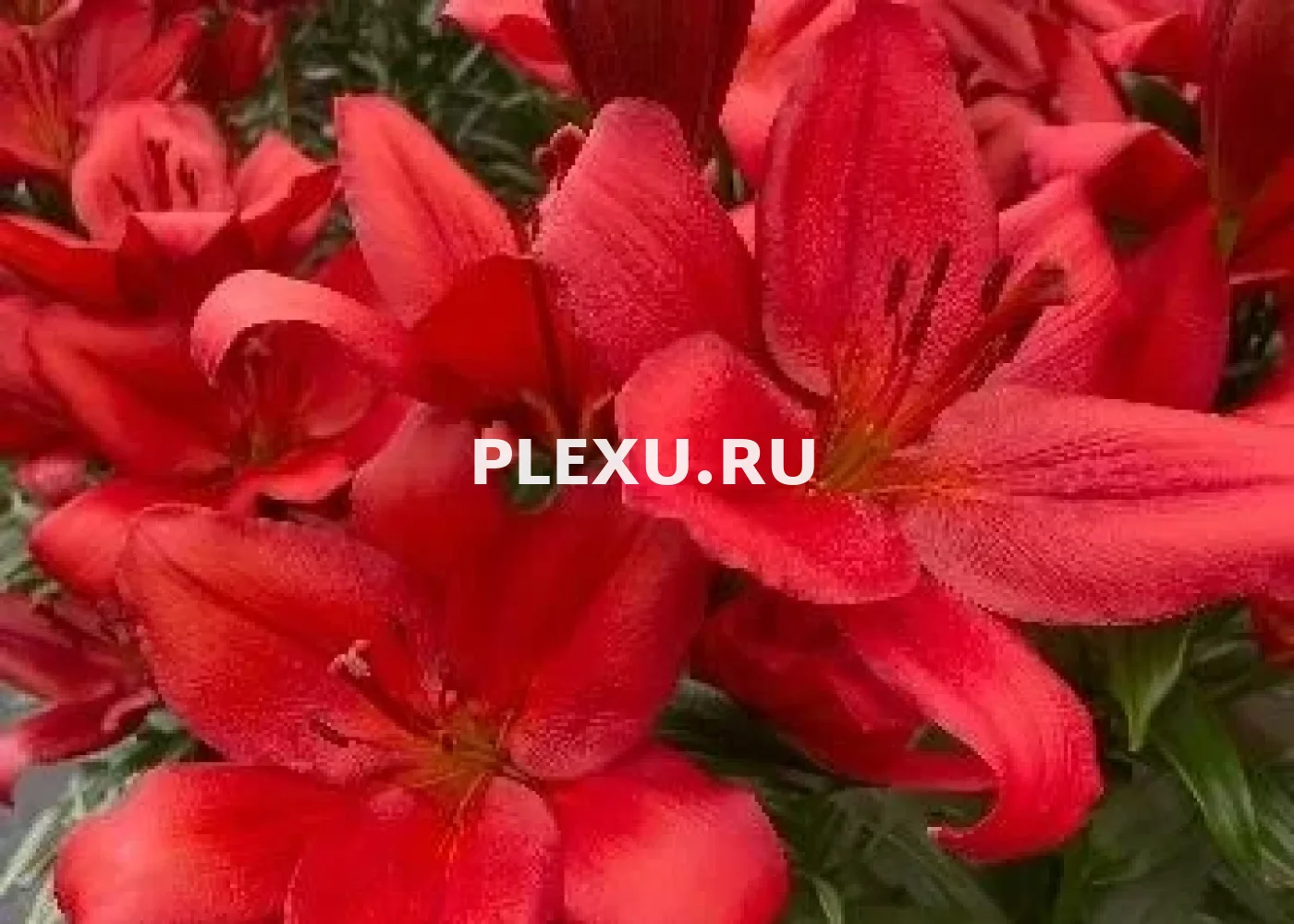 Луковица Лилии ЛА гибрид Кандинский