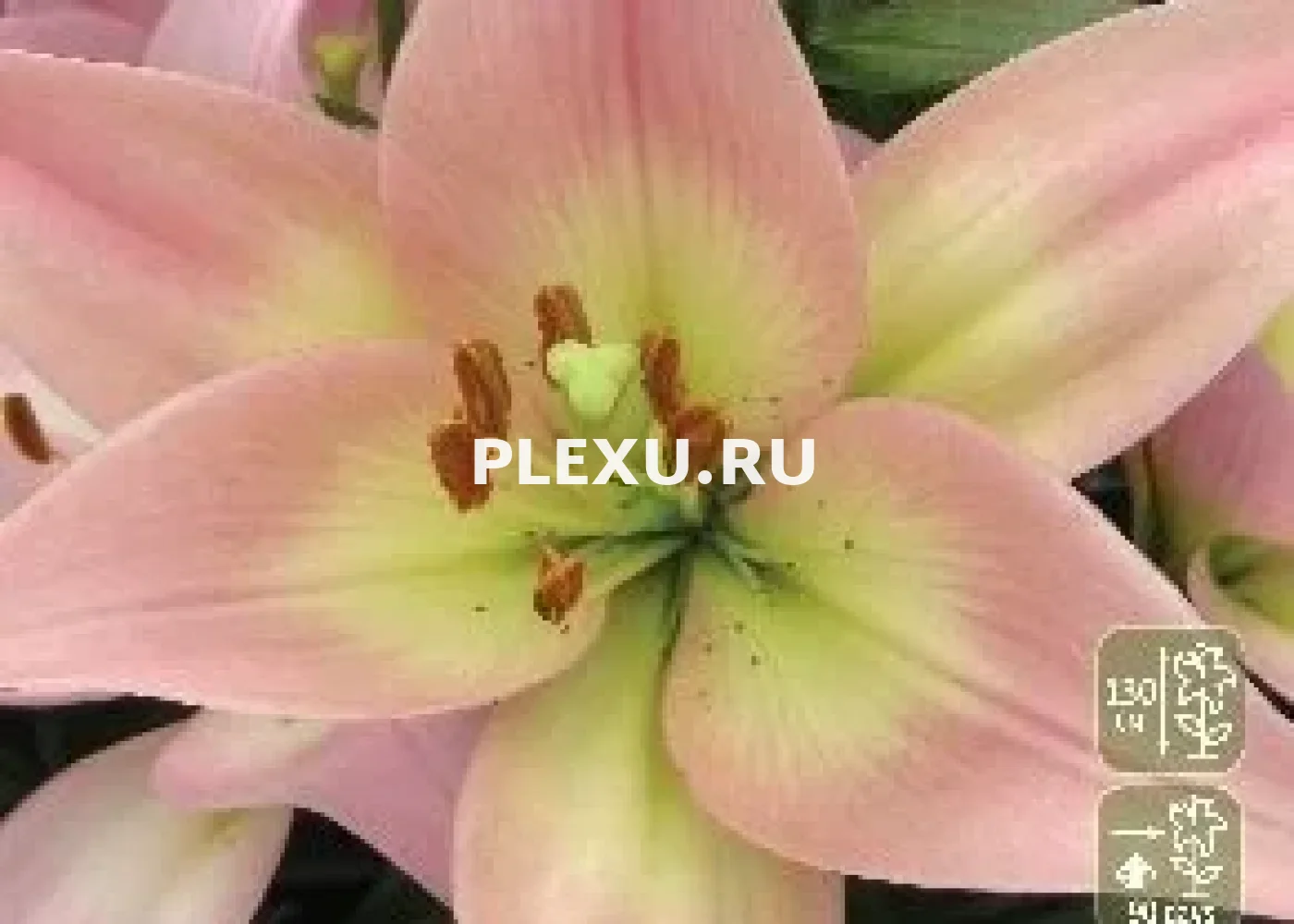 Луковица Лилии ЛА гибрид Парти Даймонд