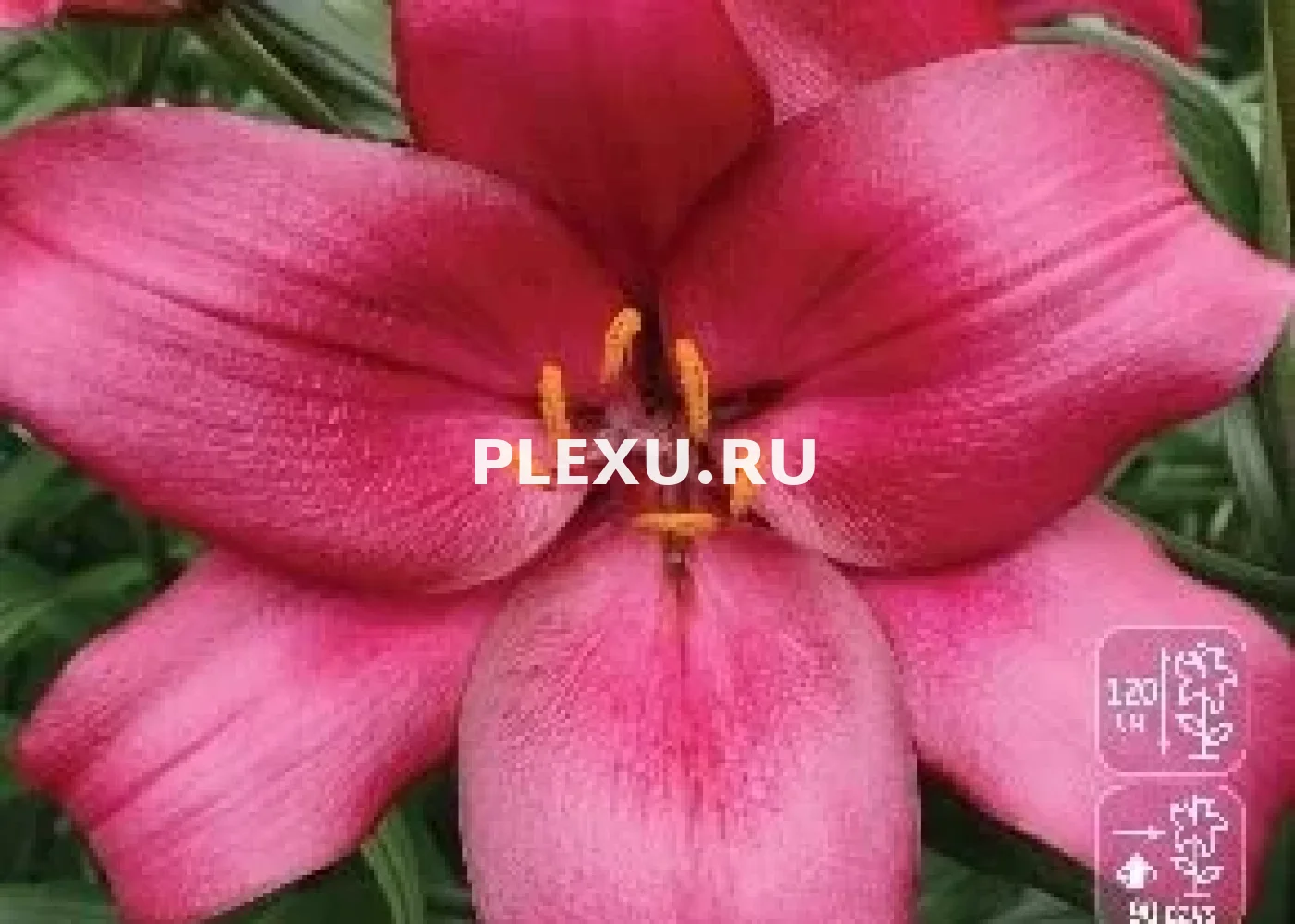 Луковица Лилии ЛА гибрид Пурпл Даймонд