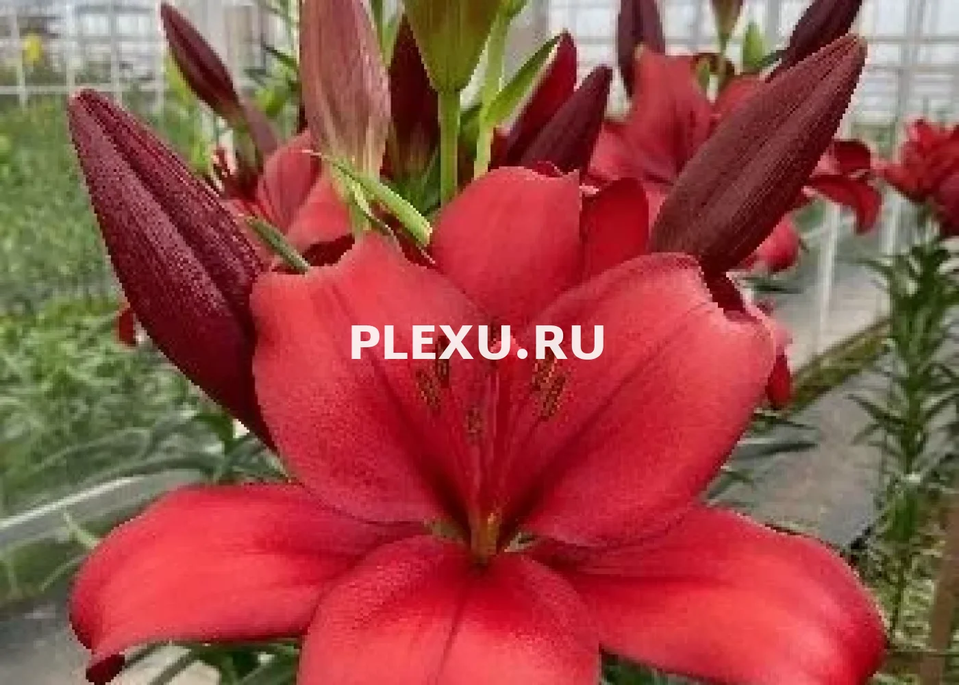Луковица Лилии ЛА гибрид Эн Гарде