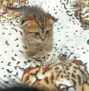 Шотландские котята 