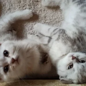 Шотландские котята 
