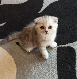 Шотландские котята 