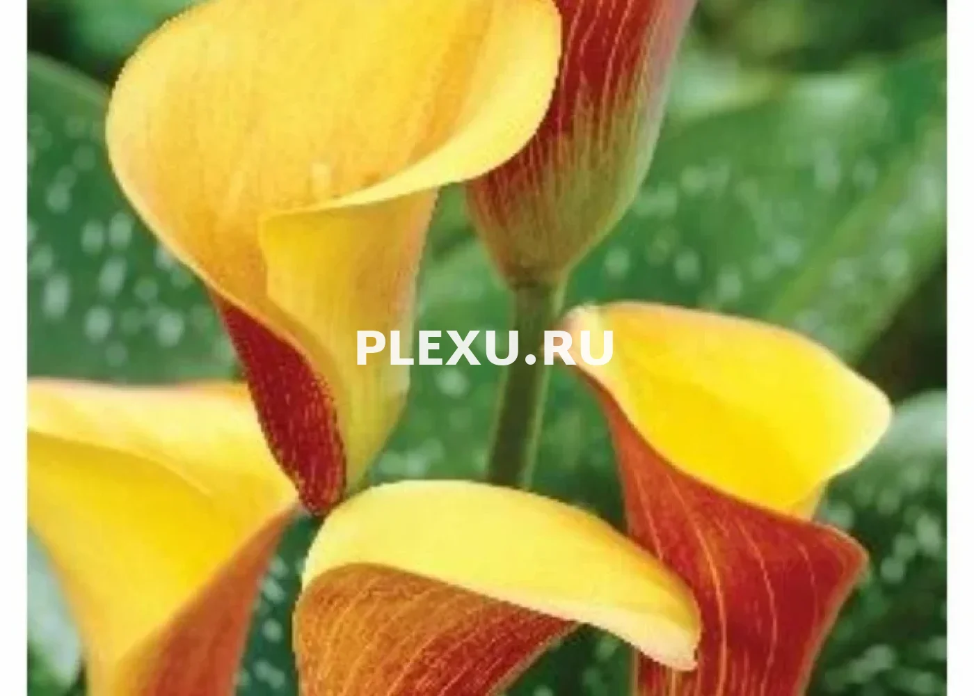 Луковица Каллы Флейм