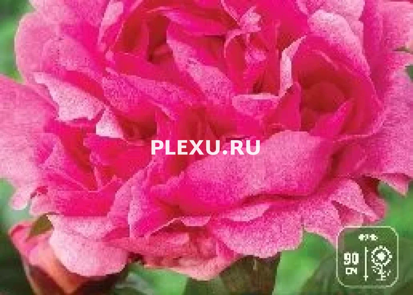 Корень Пиона Зе Фаун (серия Коллекционер)