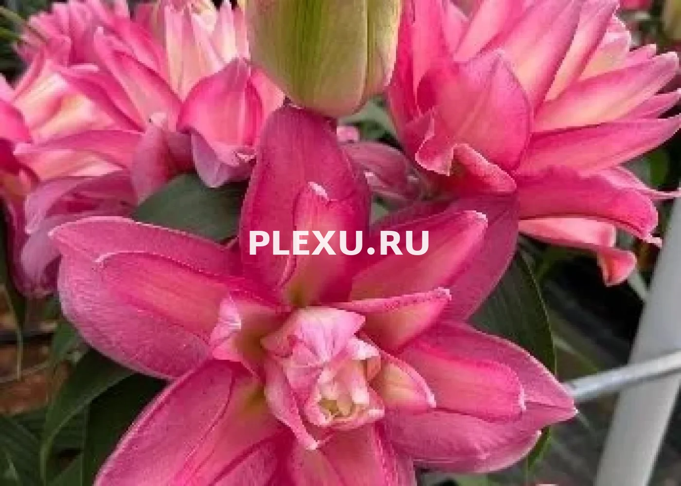 Луковица Лилии восточной Лакки Куин