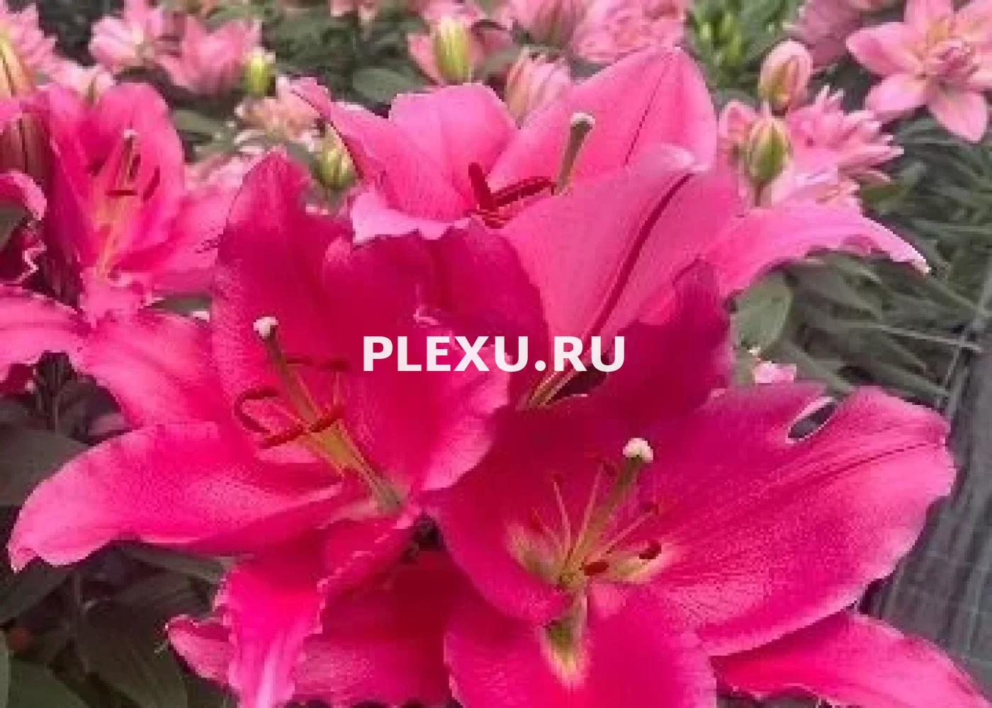 Луковица Лилии восточной Либер Россо