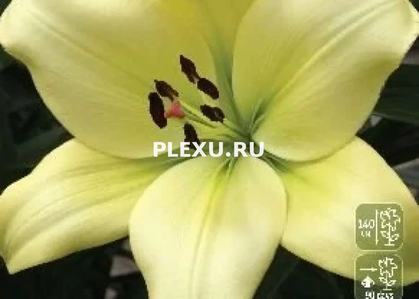 Луковица Лилии ЛА гибрид Геррит Залм