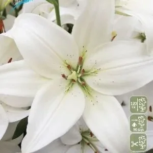 Луковица Лилии ЛА гибрид Аркахон
