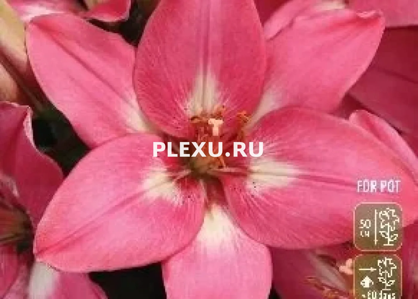 Луковица Лилии азиатской Розалин