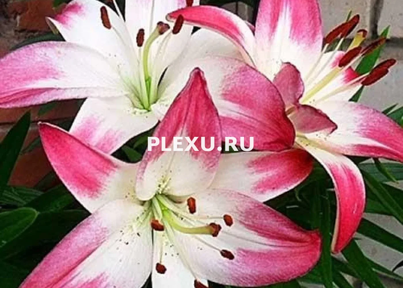 Луковицы Лилии азиатской Лоллипоп