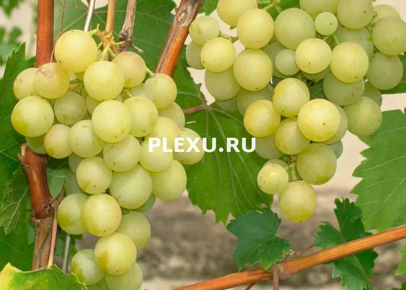 Саженец Винограда Белого Амурского