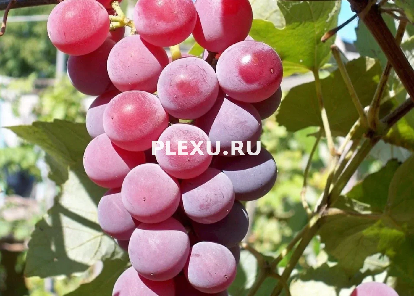 Саженец Винограда Русский Ранний