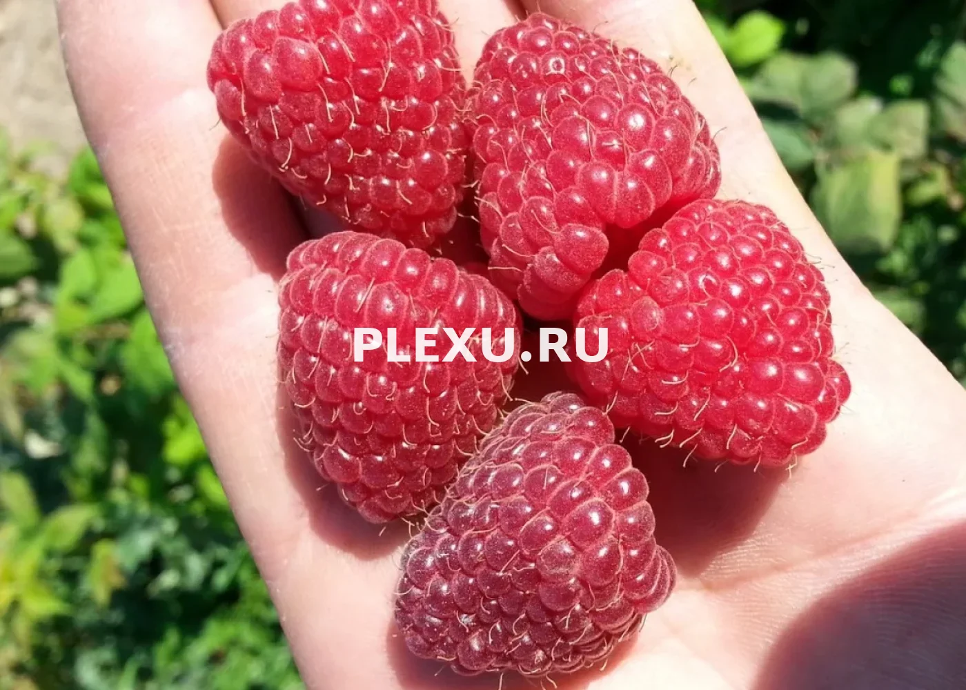 Саженец Малины летней Шапка Мономаха