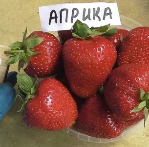 Саженец Клубники Априка