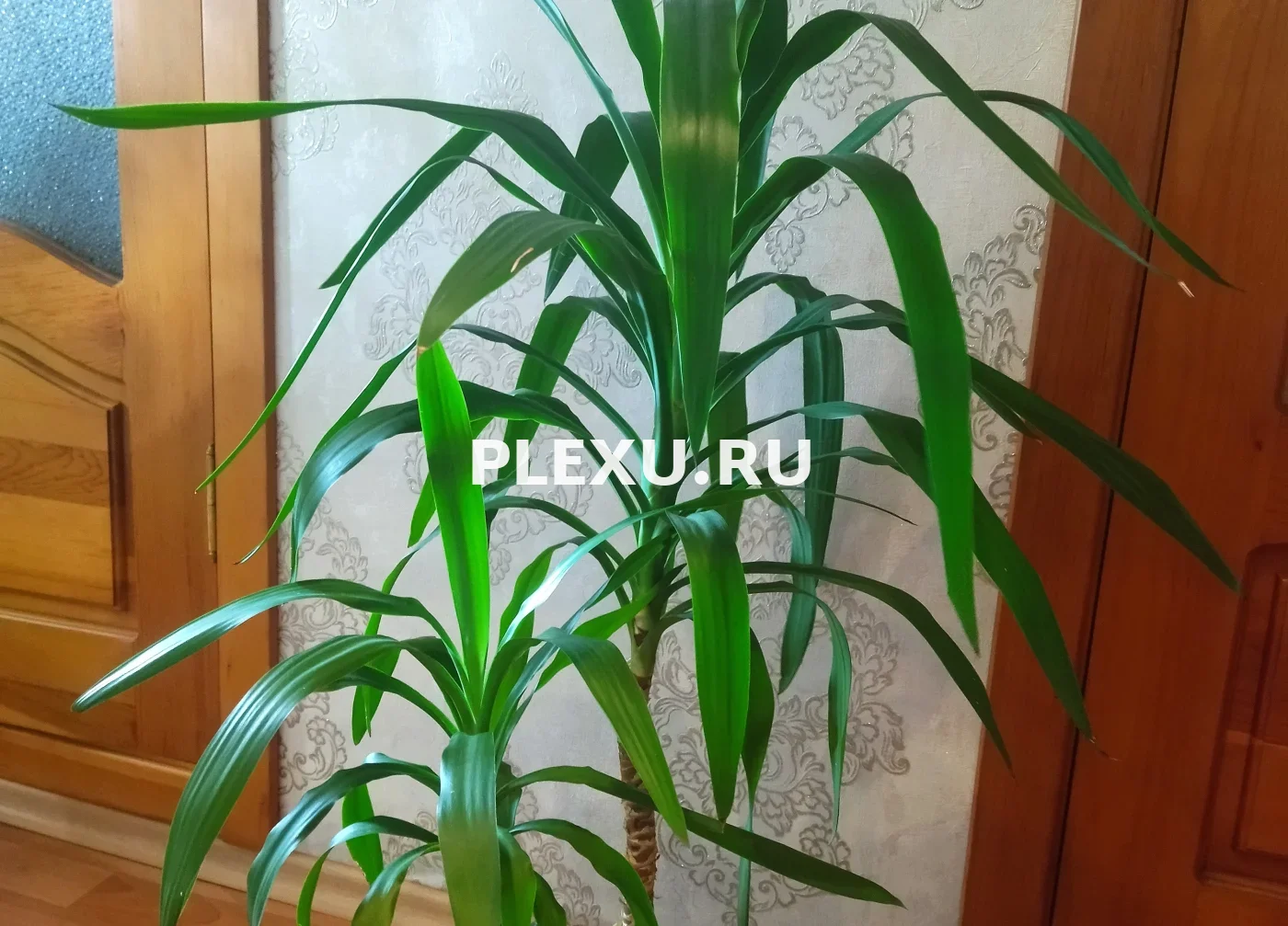 Юкка (2 шт композиция, h= 130 см)