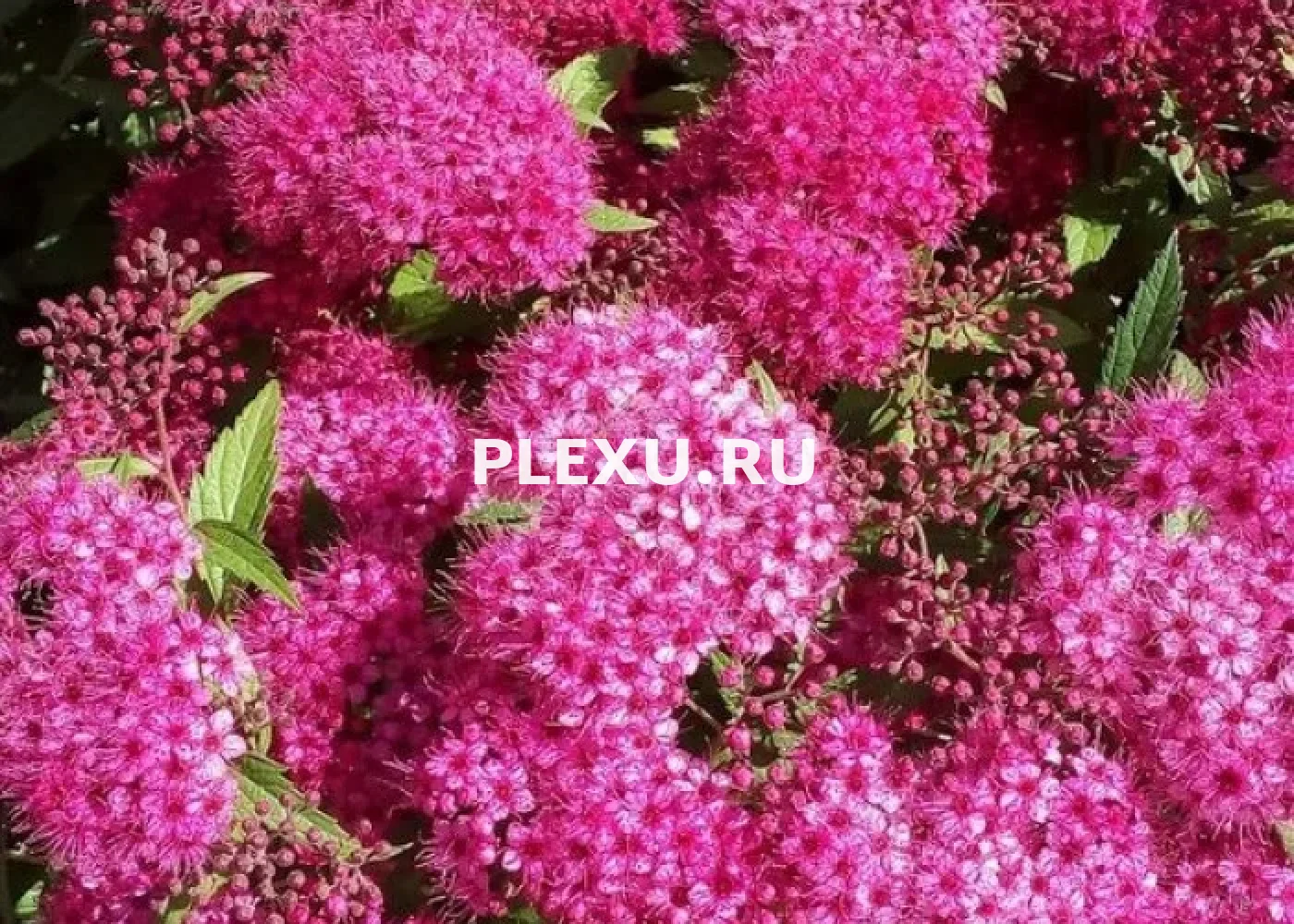 Саженец Спиреи Дарц Рэд