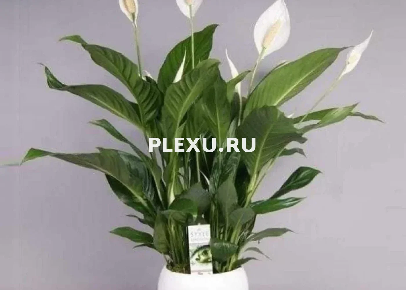 Спатифиллум (женское счастье, h= 40 см)