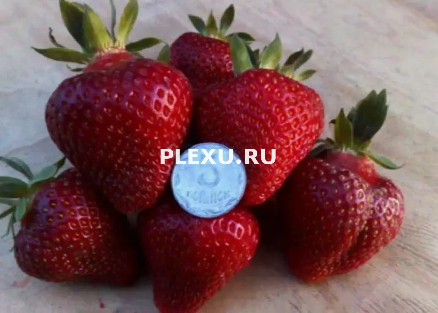 Саженец клубники фриго Хоней