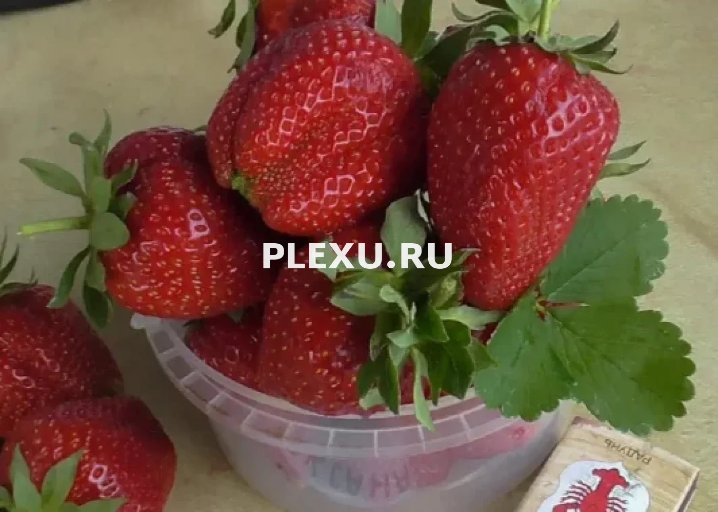 Саженец клубники фриго Роксана