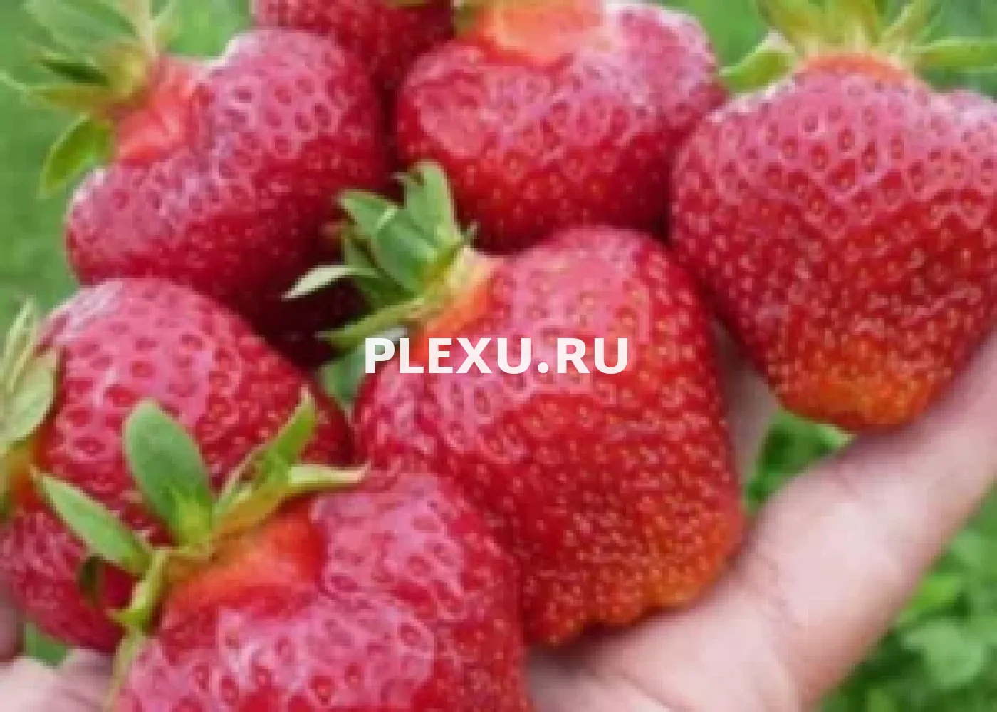 Саженец клубники фриго Фэйт